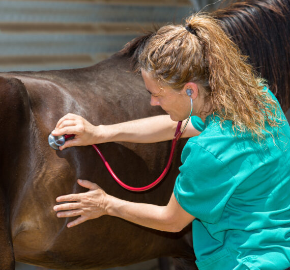 Young,Veterinarian,Conducting,A,Review,To,A,Young,Colt